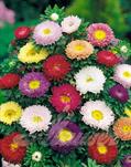  China aster